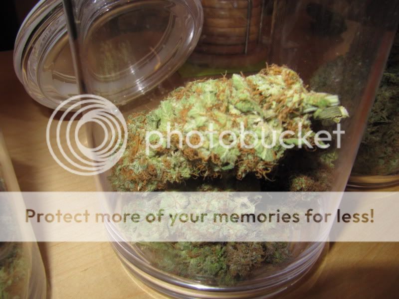 MEdicalHighTimes011.jpg