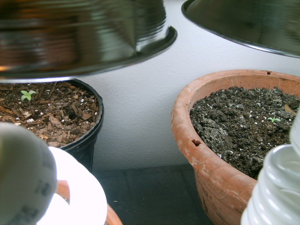 S5000813.jpg