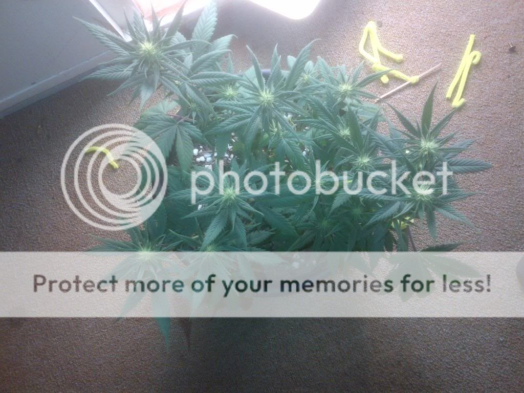 day2067202220flower201.jpg