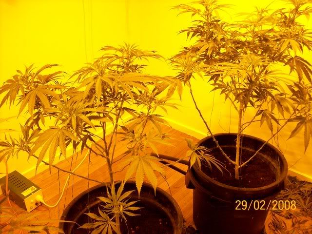 Plants081.jpg