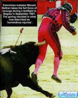 funny_bull_animal2.jpg