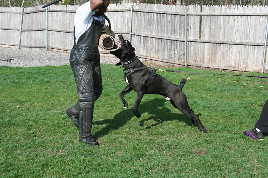 workingdogscrazymani.jpg