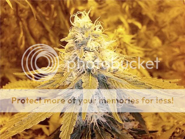 hinduskunk3.jpg