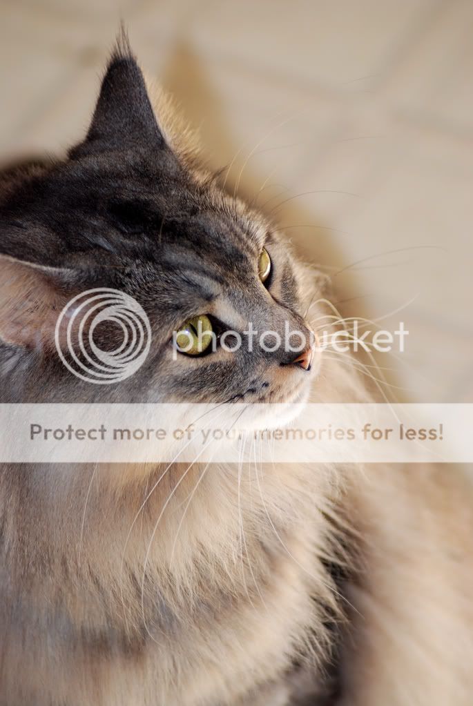 satchmotongue0001_3.jpg