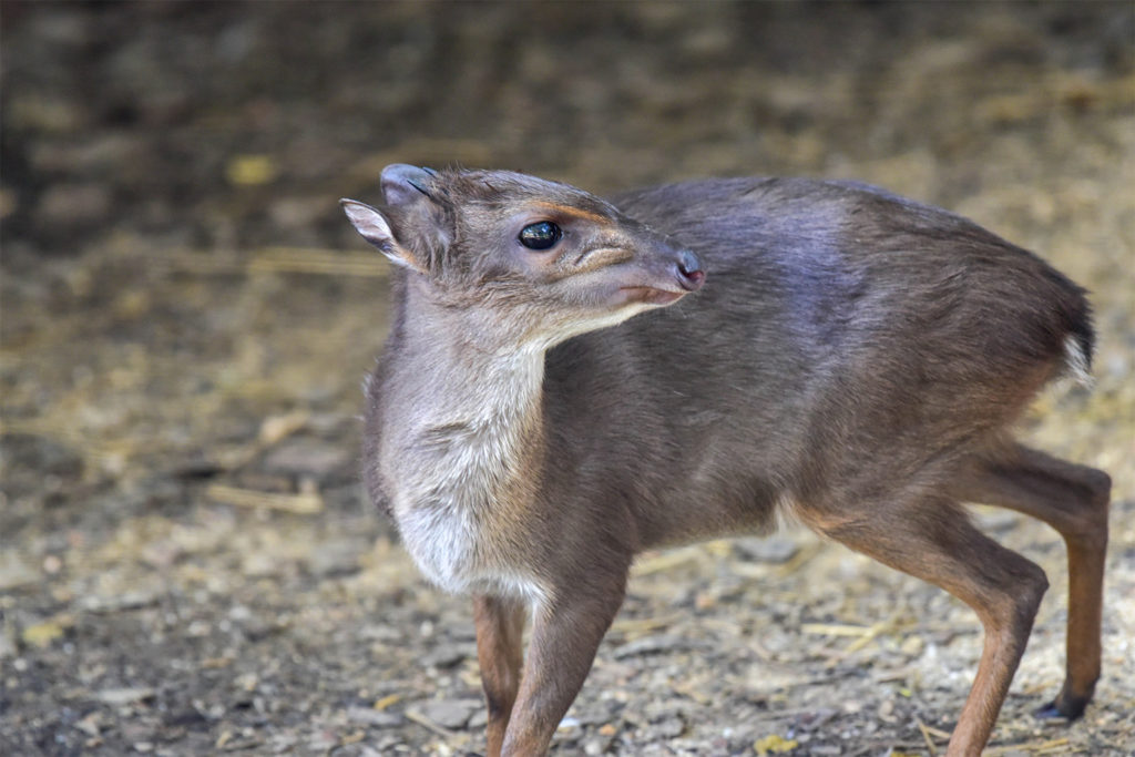 duiker-1024x683.jpg