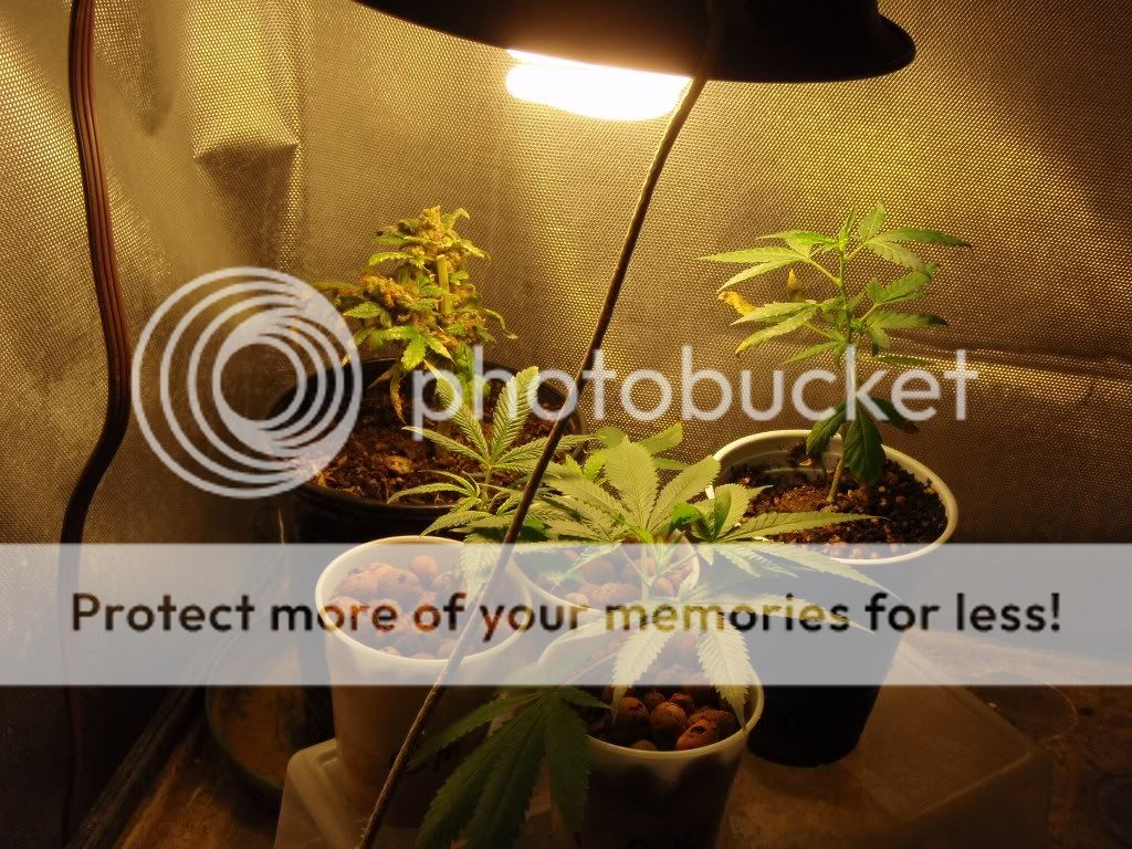 P6180027_1024x768.jpg
