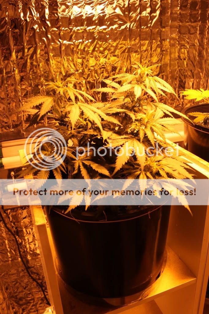 Seed1Day42.jpg