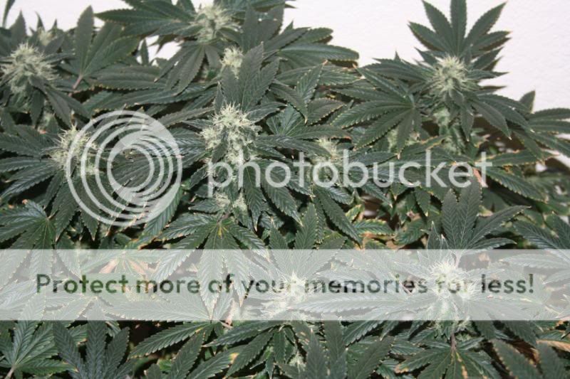 FloweringDay58022.jpg
