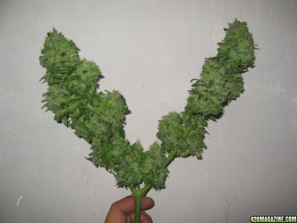 CC1_Harvest_oct25_28_.jpg