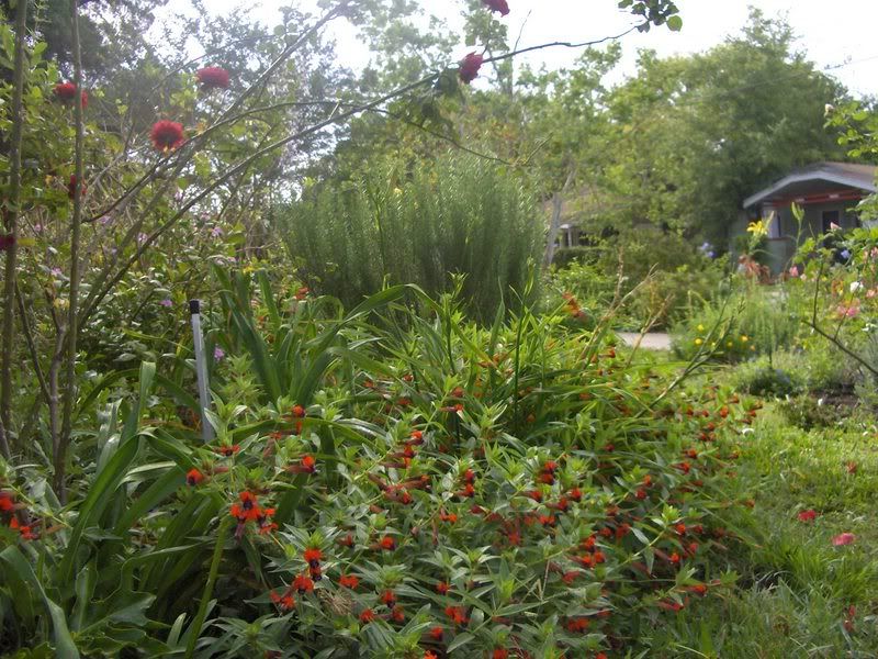 garden5307andsporty001.jpg