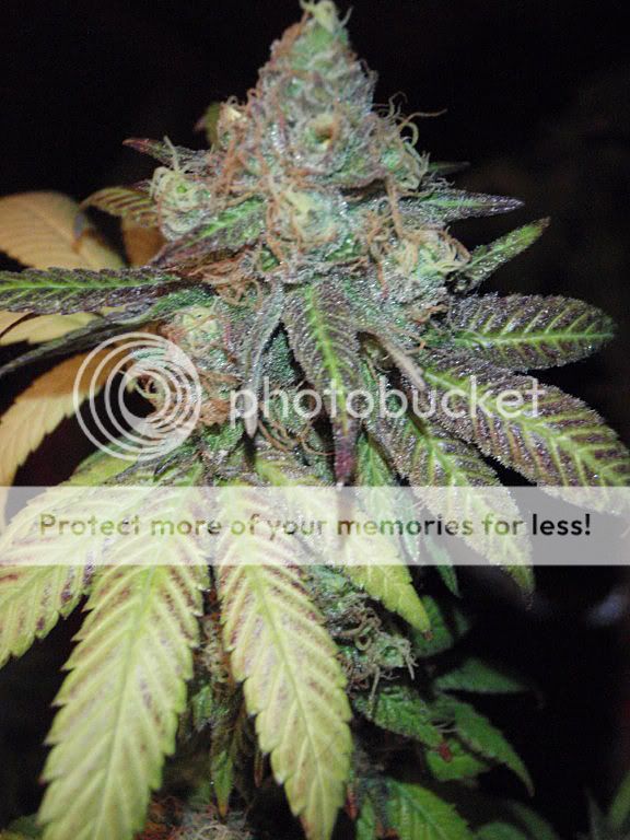 ogkushharvest3_576x768-1.jpg