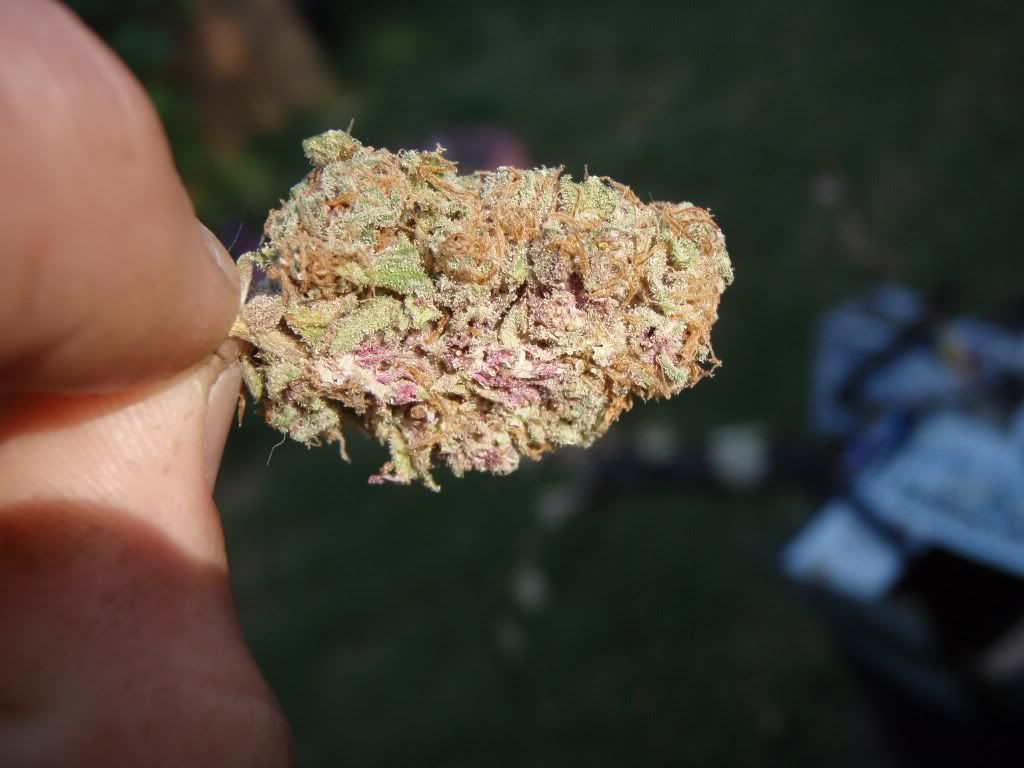 mpxmknug2_1024x768.jpg