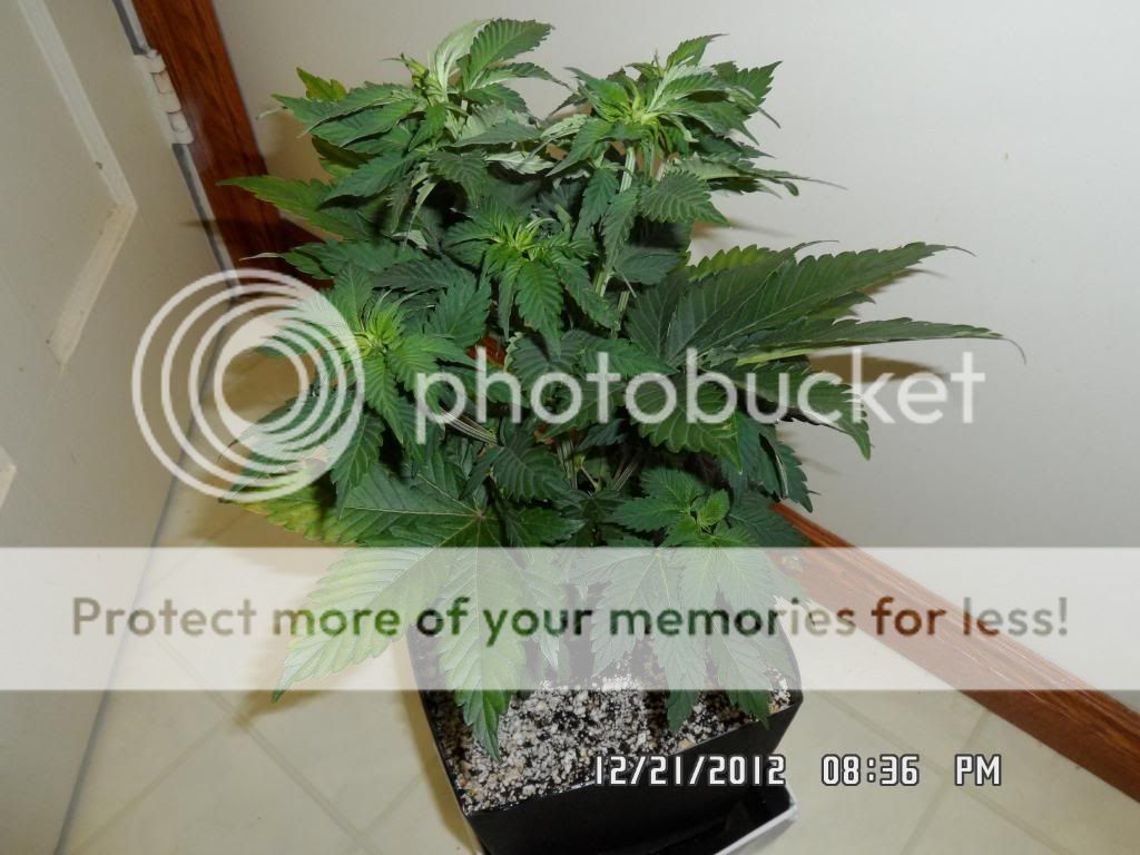 SAM_0469_zps8bf987d0.jpg