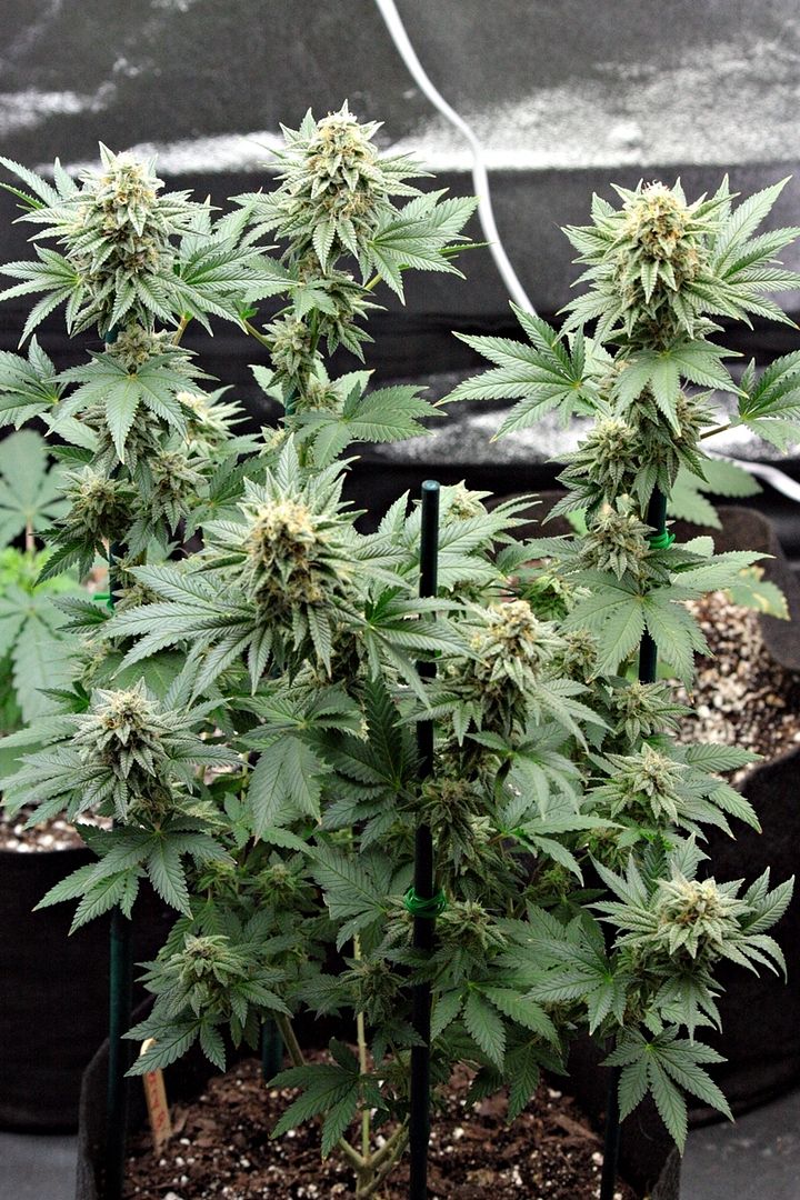 berry-bomb-8.jpg