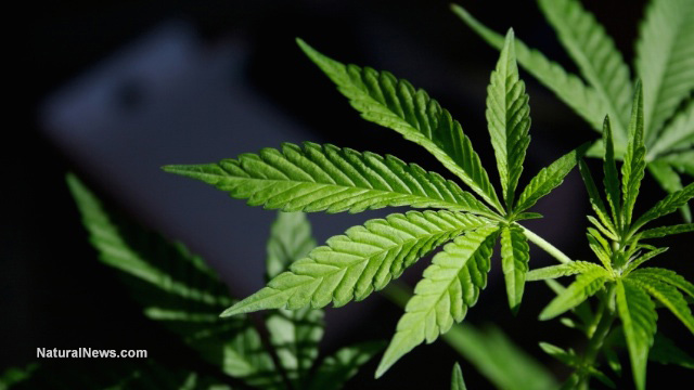 Marijuana-Pot-Plant-Leaf.jpg