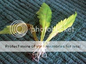 FeminizedSeeds-Even-a-leaf-can-root.jpg