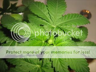 sprout001.jpg