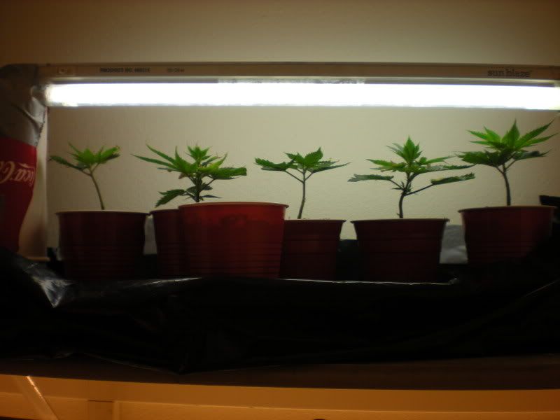 plants277.jpg