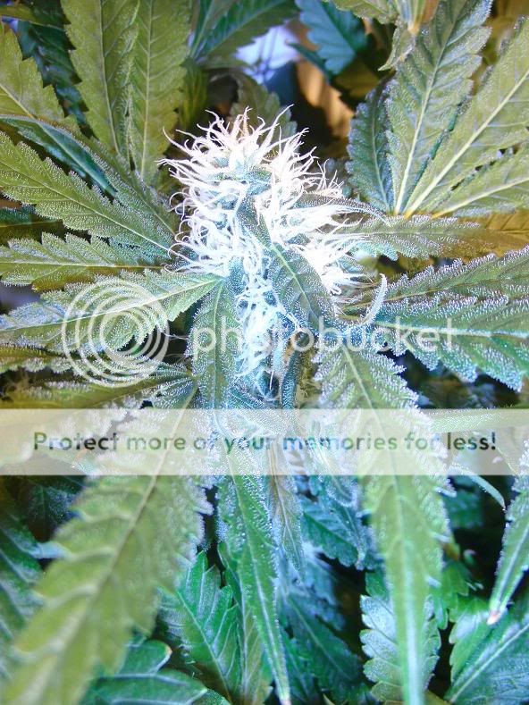 Week14_Bud4.jpg