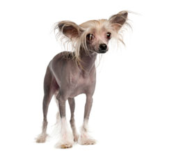 hairless-dogs.jpg