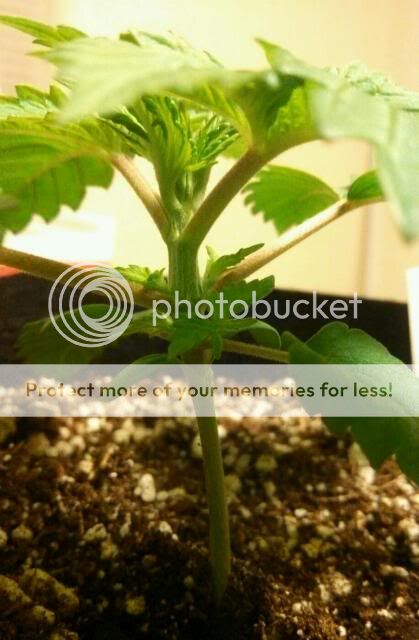 Veg3_zpsced78895.jpg