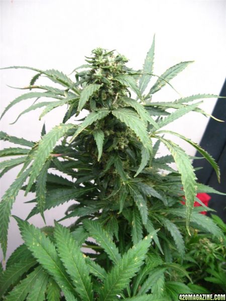 CC1_Harvest_oct25_2_.jpg