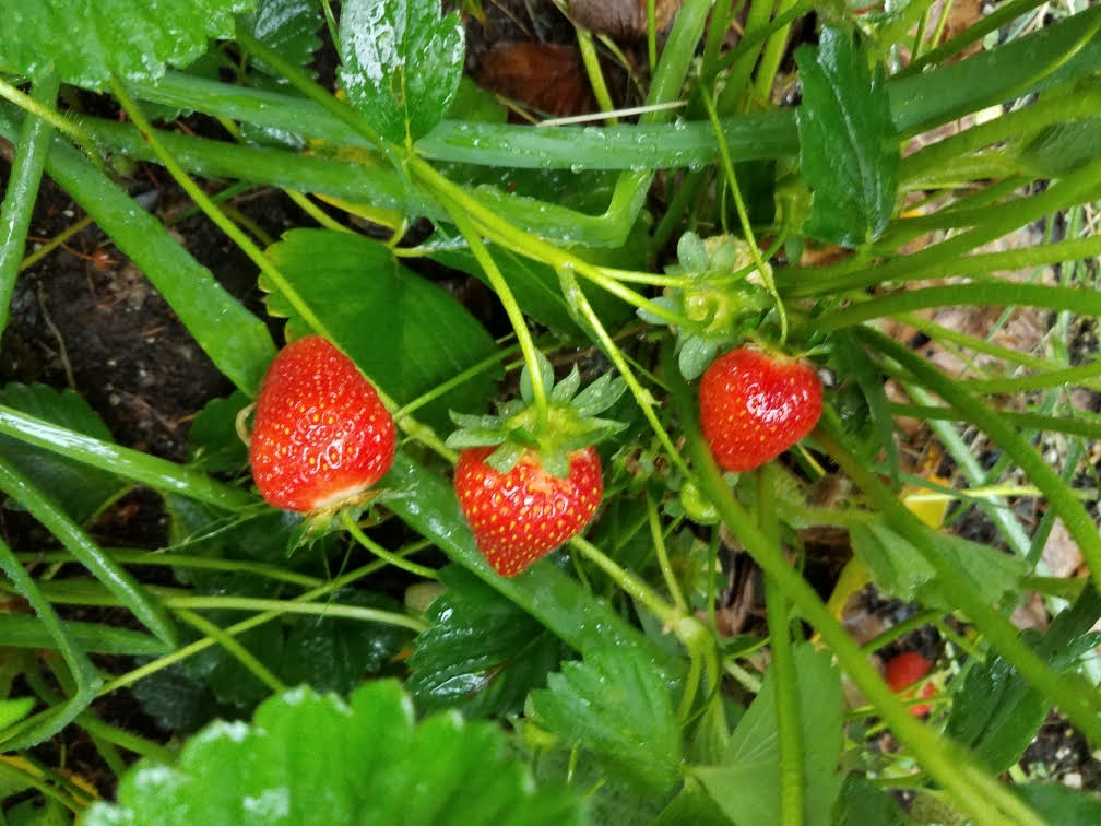 06132021strawberries.jpg