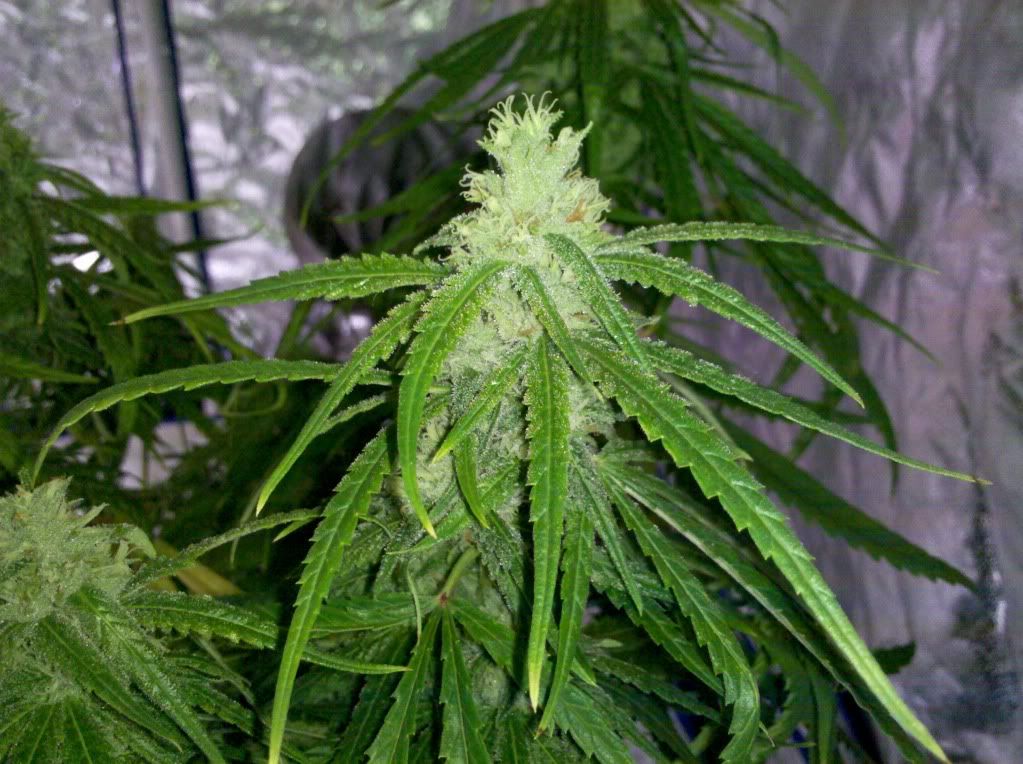 2011-08-18_14-29-30_877.jpg