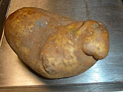 walrus-potato_ashley-d.jpg
