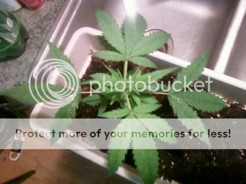 weed3.jpg