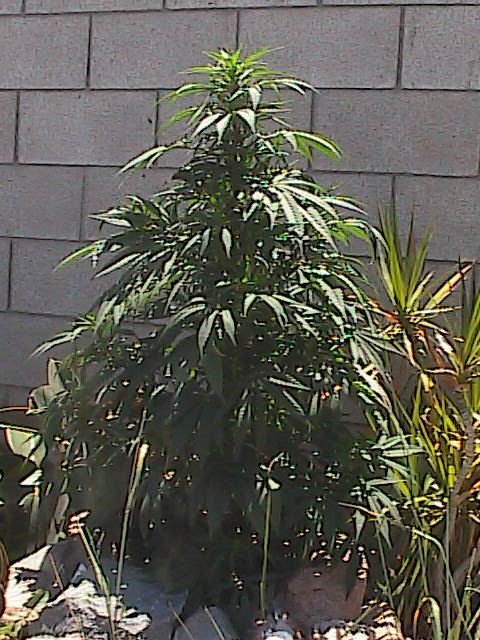 femS-Skunk7--09001.jpg