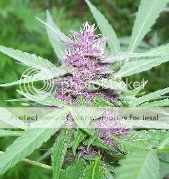 PurpleMarijuanaBud.jpg