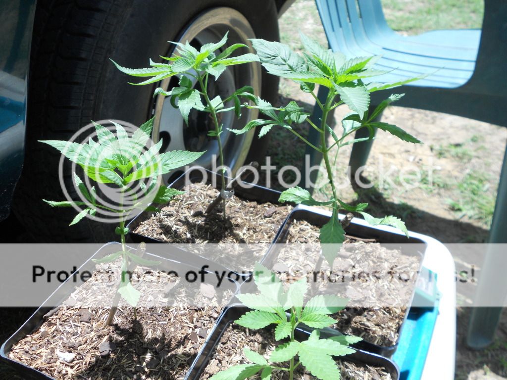 DSCN4527.jpg