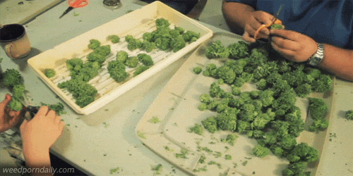 tumblr_m7smwg391v1qjczh3o1_500.gif