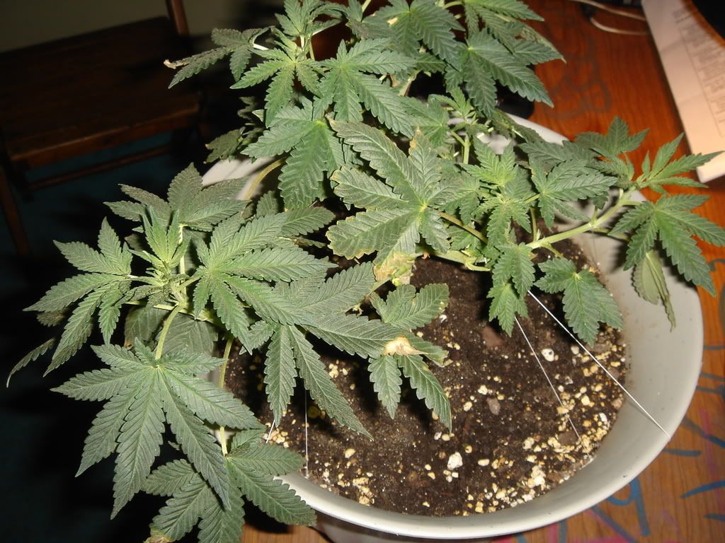 9-18-08008.jpg