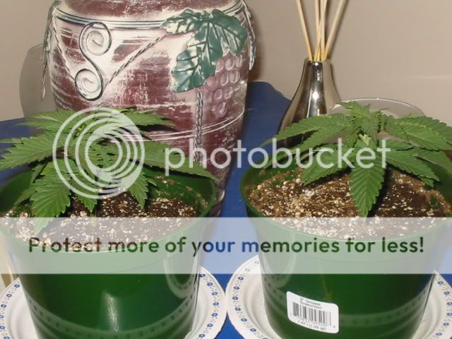 Picture001-1.jpg