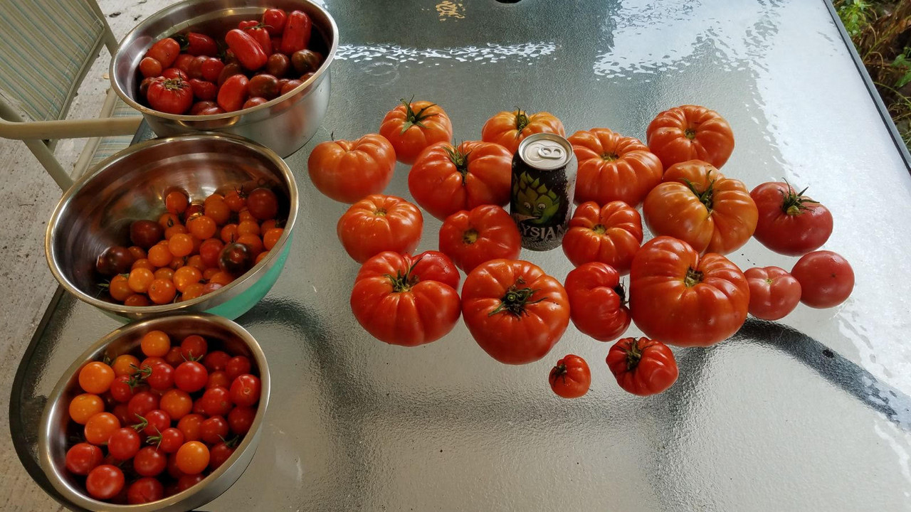tomatoes98.jpg
