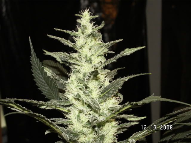 PICT0174.jpg