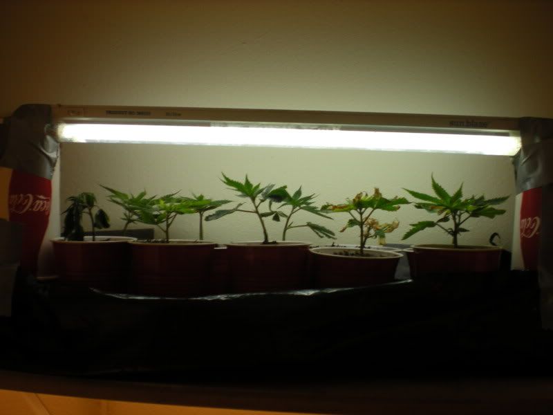 plants250.jpg