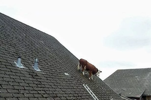 cow-on-a-roof.jpg