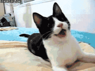 gifs_19.gif
