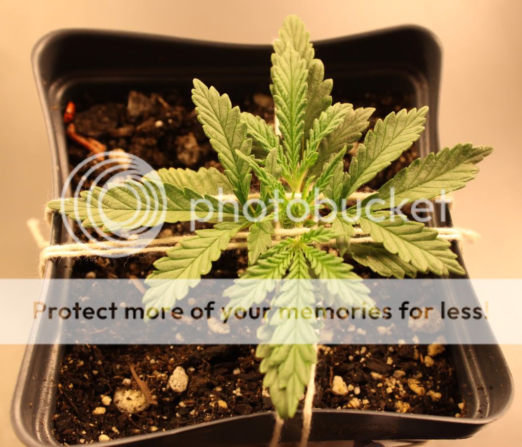 Seed1Day13.jpg