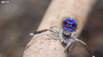 y6KobEC.gif
