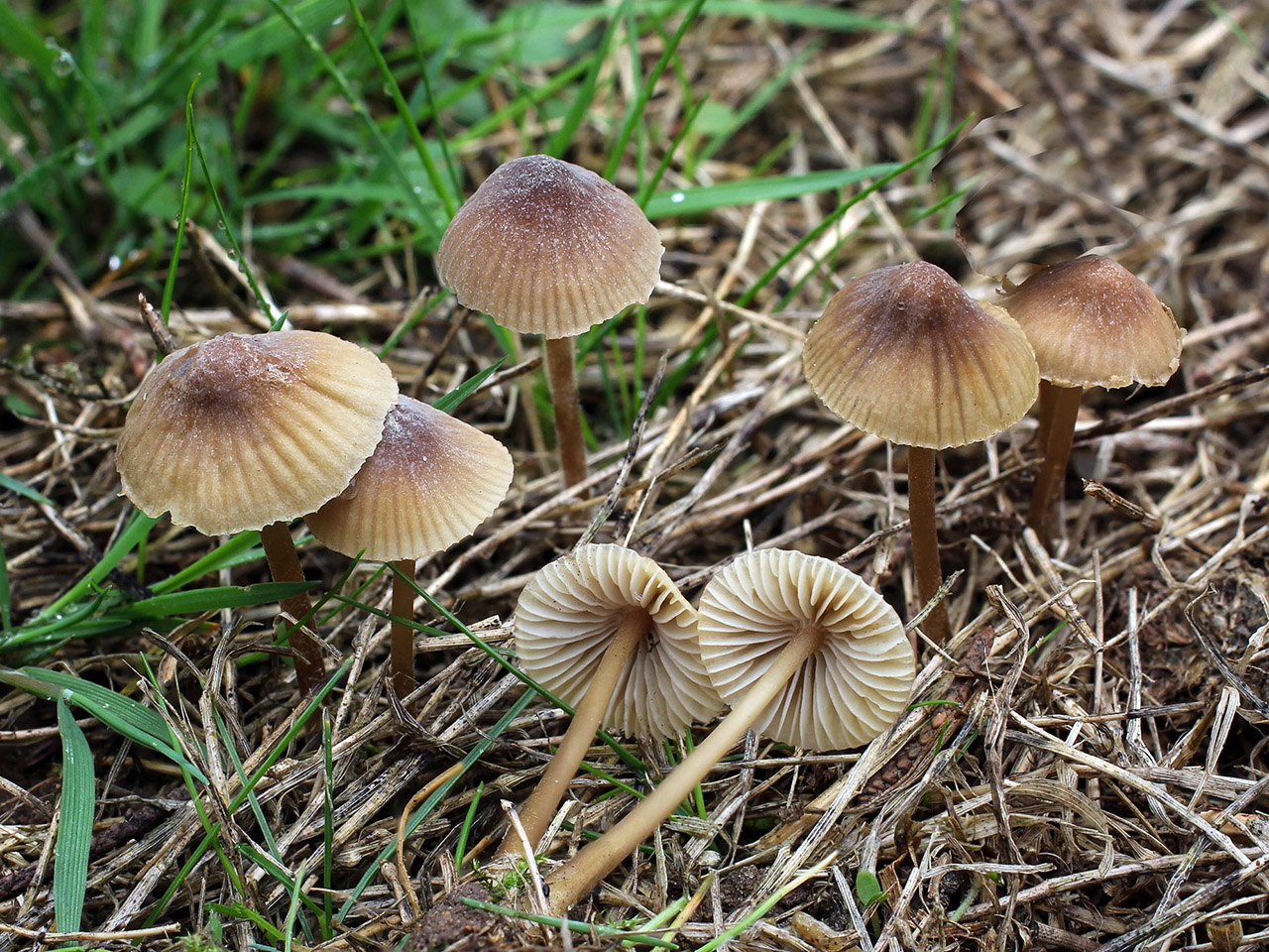 Mycena_citrinomarginata_fs-01.jpg