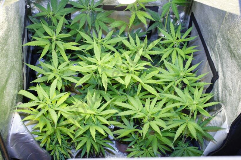 plantas-en-macetas-de-025l-800x600.jpg