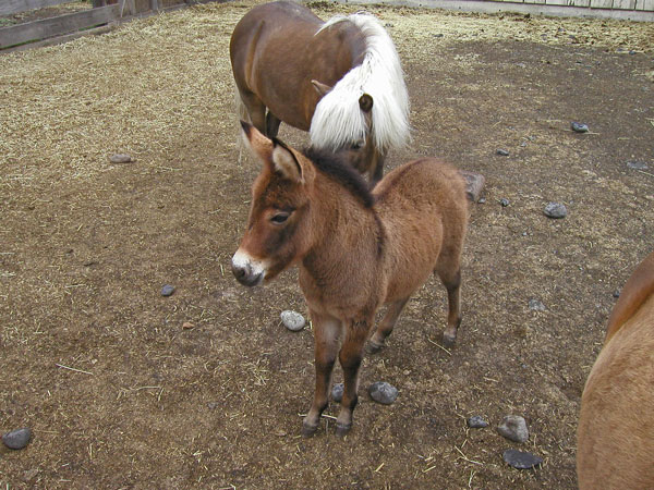 miniature_mule_11.jpg