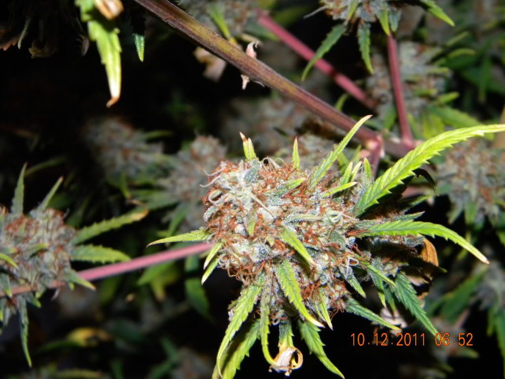 DSCN2851.jpg