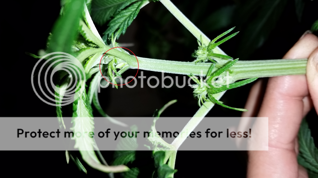 20150104_134426_zps491d75be.png