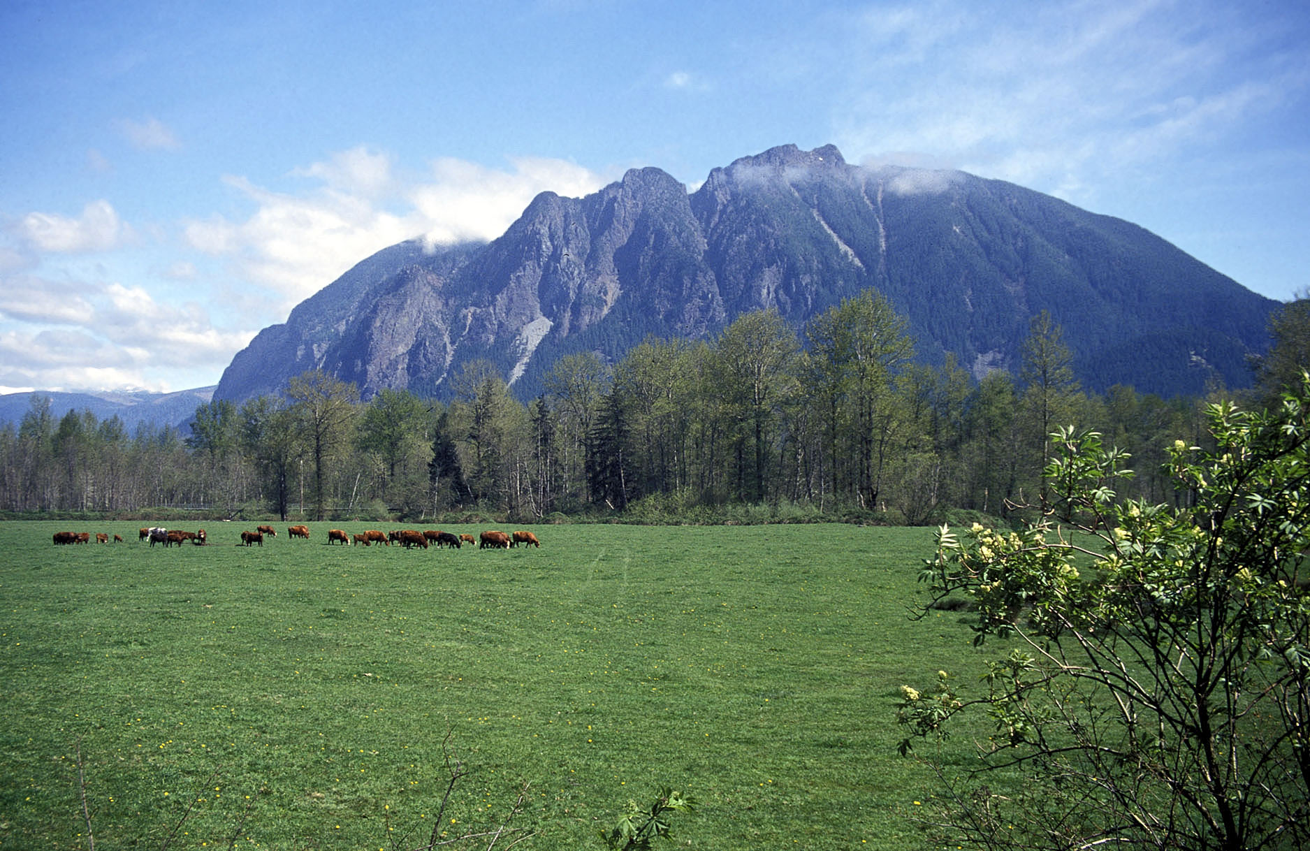 Mt_si_and_meadowbrook_cows.jpg