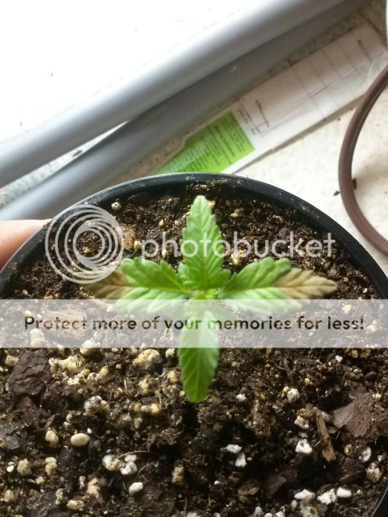 1226120843b_zps91049e39.jpeg